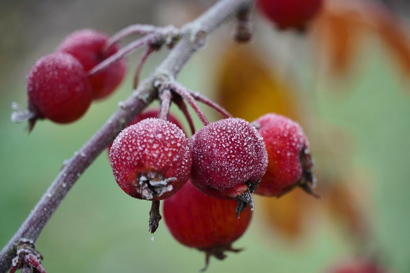 Natural embellishments